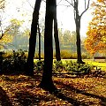 Poznań park na Sołaczu, stawek. #jesień