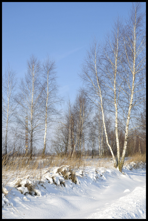 #zima #śnieg #drzewa