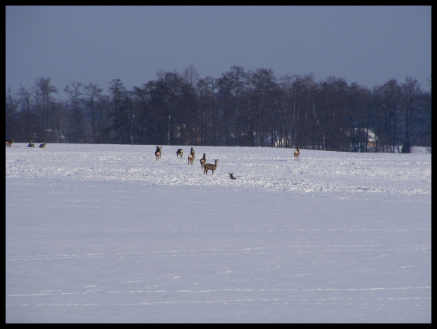 #zima #śnieg #drzewa