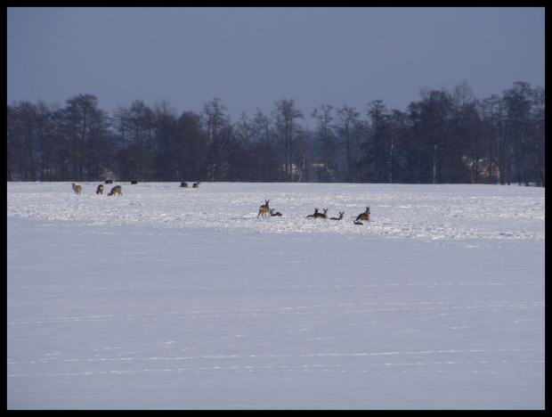 #zima #śnieg #drzewa