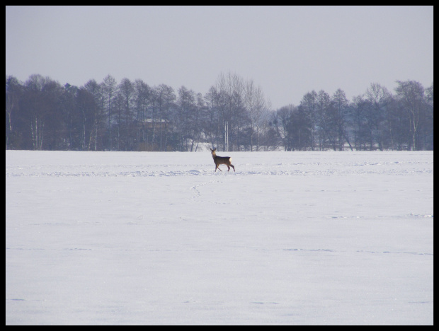 #zima #śnieg #drzewa