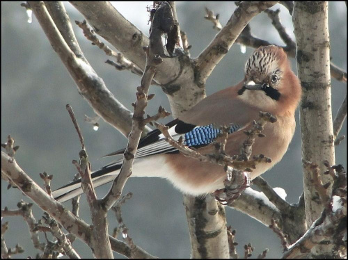 Sójka zwyczajna - Garrulus glandarius . Data : 26.12.2010. Miejscowość : Piaski Wielkopolskie