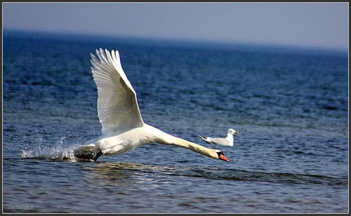 mój ulubiony temat ... biegając po wodzie #ptaki #łabędzie