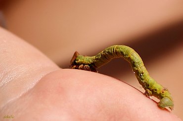 co z tego urośnie ... ???*****dzięki Andrzejowi - naszej skarbnicy wiedzy - już wiemy co z tego urośnie: WŁOCHACZ BRZOZIAK inaczej KRĘPAK NABRZOZAK *** Lewku, dziekuję Ci ... #owady #robale #gąsienice #makro