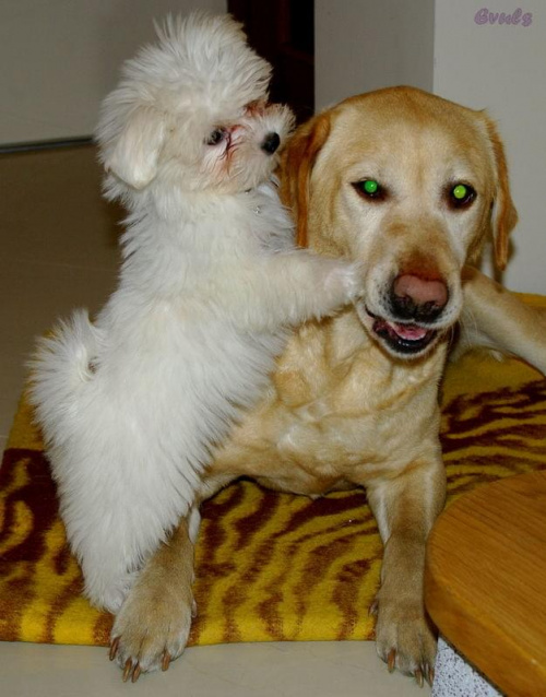 Moja Coco i jej przyjaciółka Laba :) #Maltańczyk #Lablador #zwierzęta #psy