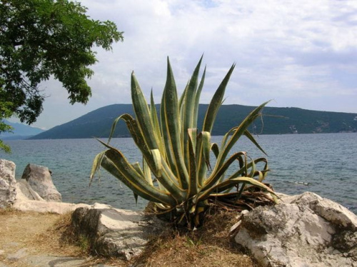 Herceg Novi (Czarnogóra)