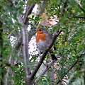 Rudzik zwyczajny, rudzik, raszka (Erithacus rubecula)
