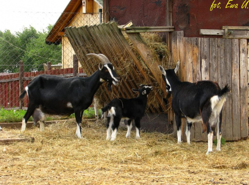 fajnie tam mają #farma #agroturystyka #Smolec #kozy #owce