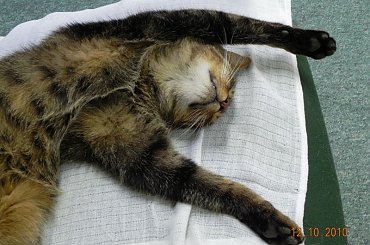 #Snejki #Misio #Pracusie