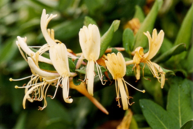 Honeysuckle (kwiecien 2007)