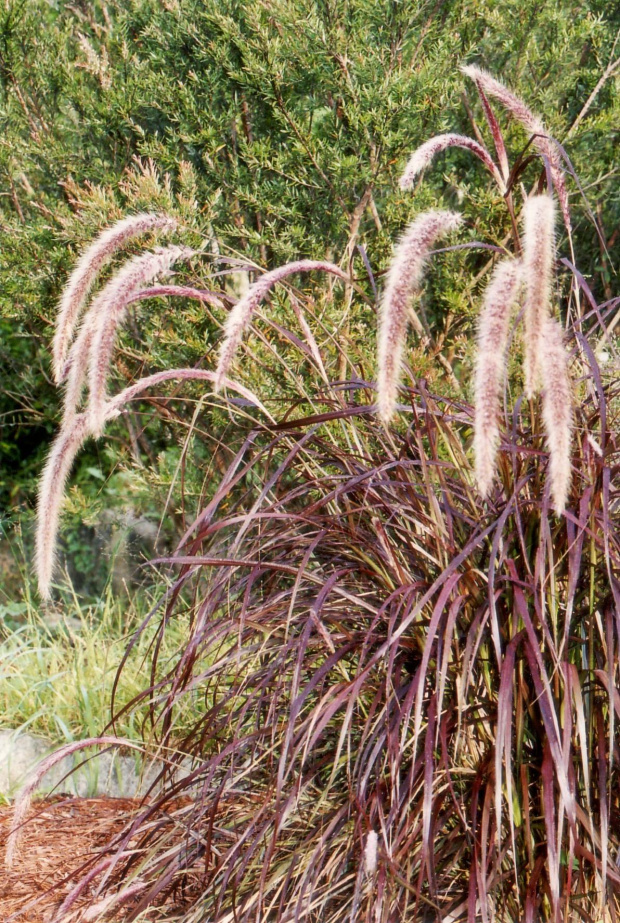 Trawa pennisetum "Purple Fountain"