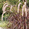 Trawa pennisetum "Purple Fountain"