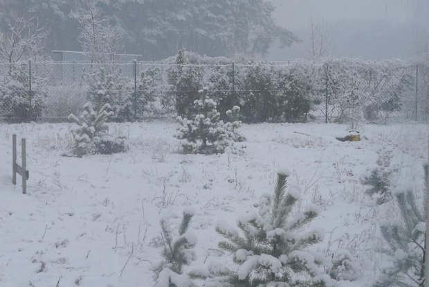 13. 03.2009 Cerekwica 30 km od Poznania, widok za oknem. #Cerekwica #śnieg