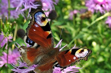 z bieszczadzkich szlaków #natura #motyle #RusałkaPawik