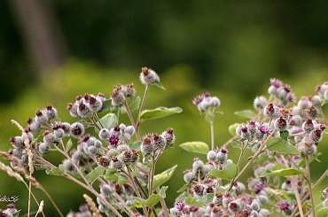 na polu ... na łące ... przy rowie ... :)) #chwasty #WPolu #kwiaty #łopian