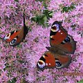 motyl