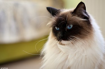 Futrzak... #kot #portret #zwierzęta #fauna #arietiss