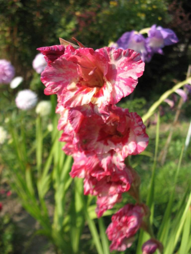 gladiola