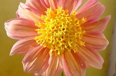 16.09.2009 Urodzinowa dalia dla AQILISCATTUS. #dalia #kwiaty