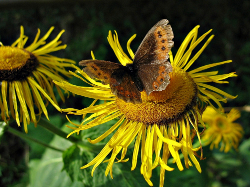 z bieszczadzkich szlaków #kwiaty #natura #motyl