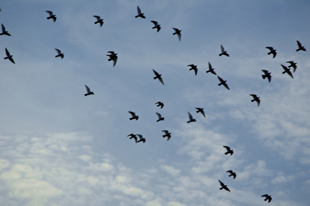 #niebo #ptaki #gołębie