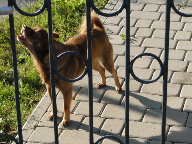 a ten menda kiedyś mnie ugryzł w łydkę!! WRRR... niedobry pies!!