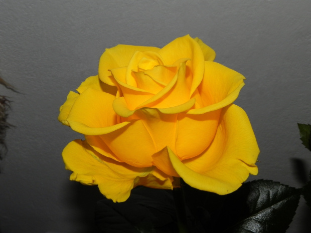 Róża - dla mnie żółte są najpiękniejsze #Kwiaty #Róże #Amika6