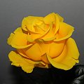 Róża - dla mnie żółte są najpiękniejsze #Kwiaty #Róże #Amika6