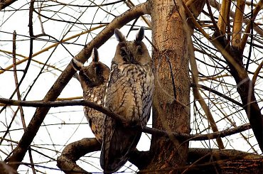 sowy uszatki które zamieszkały na gliwickim osiedlu #ptaki #sowa #uszatka