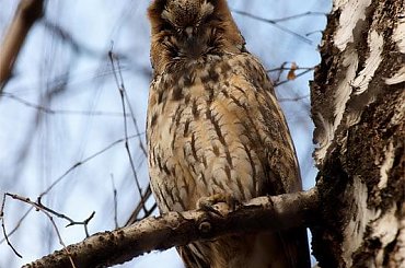 sowa uszatka z Trynku #ptaki #sowa #uszatka