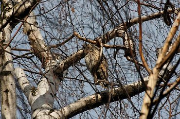 sypialnia sowy uszatki z Trynku #ptaki #sowa #uszatka