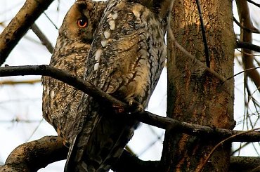 sowy uszatki z gliwickiego Trynku #ptaki #sowa #uszatka