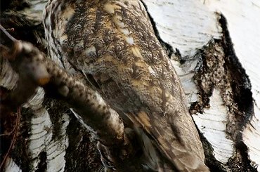 sztuka kamuflażu sowy uszatki #ptaki #sowa #uszatka