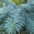 Cunninghamia lanceolata 'Glauca'