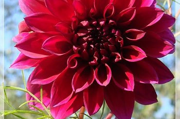 #dalie #kwiaty #ogród #lato