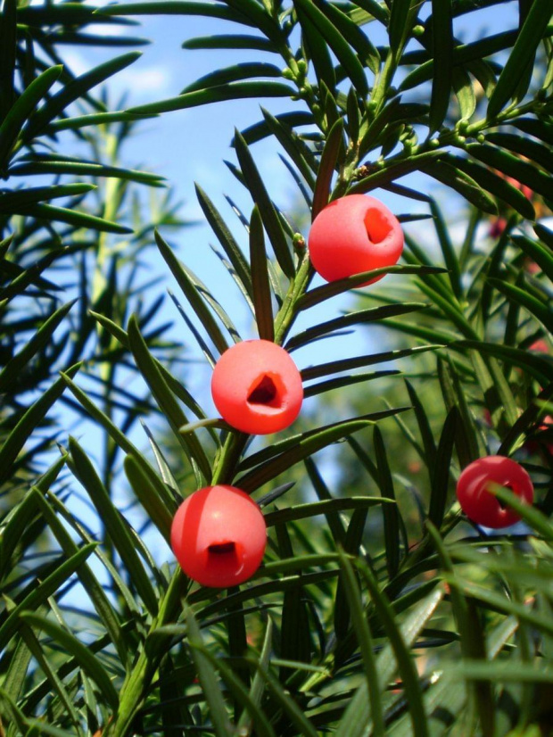 Cis pospolity (Taxus baccata) w parku pałacowym w Dobrzycy