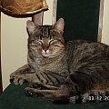 Zdjęcie historyczne mojego byłego i ostatniego kota Burka #kot #Burek