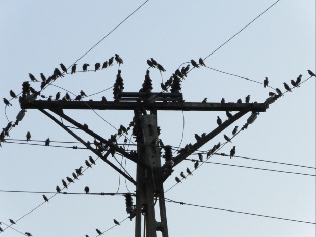 Plaga ptaków zleciała się na słoneczniki. Póniej na kompie patrzę a ja mam ISO 800 ustawione i zdjęcia nie wyszły jak miały wyjć i co za cholerę nie mogłem zrobić ciemnych zdjęć tego dnia. Widać choroba nie dróżba fotografa... :( PS. ostatnie chwile...