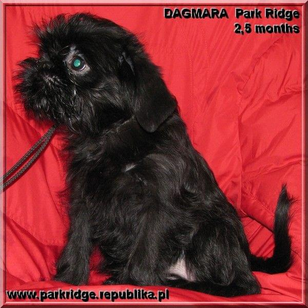 Dagmara Park Ridge