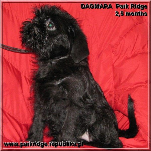 Dagmara Park Ridge