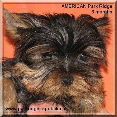 Park Ridge2A-yorki