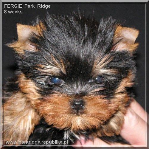 Park Ridge2F-yorki