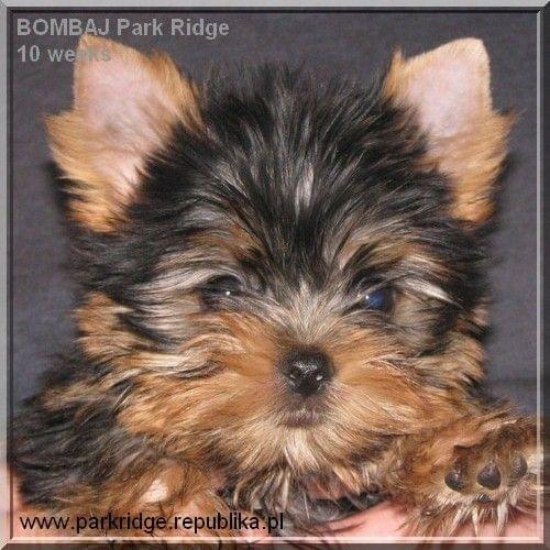 Park Ridge2B-yorki