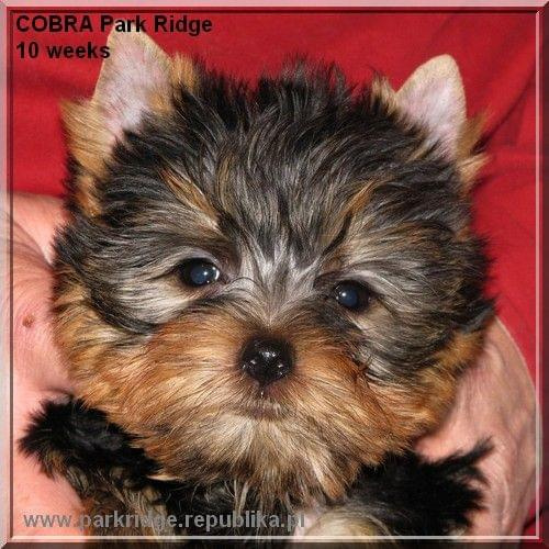 Park Ridge2C-yorki