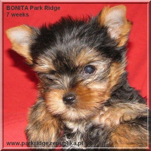 Park Ridge2B-yorki