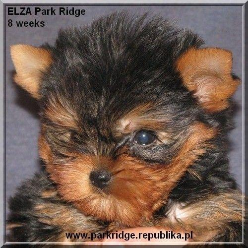 Park Ridge2E-yorki