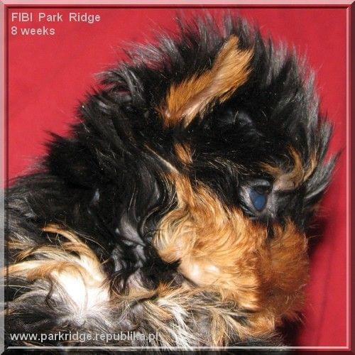 Park Ridge2F-yorki