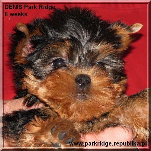 Park Ridge2D-yorki