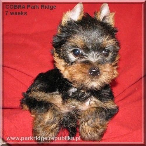 Park Ridge2C-yorki