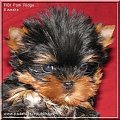 Park Ridge2F-yorki